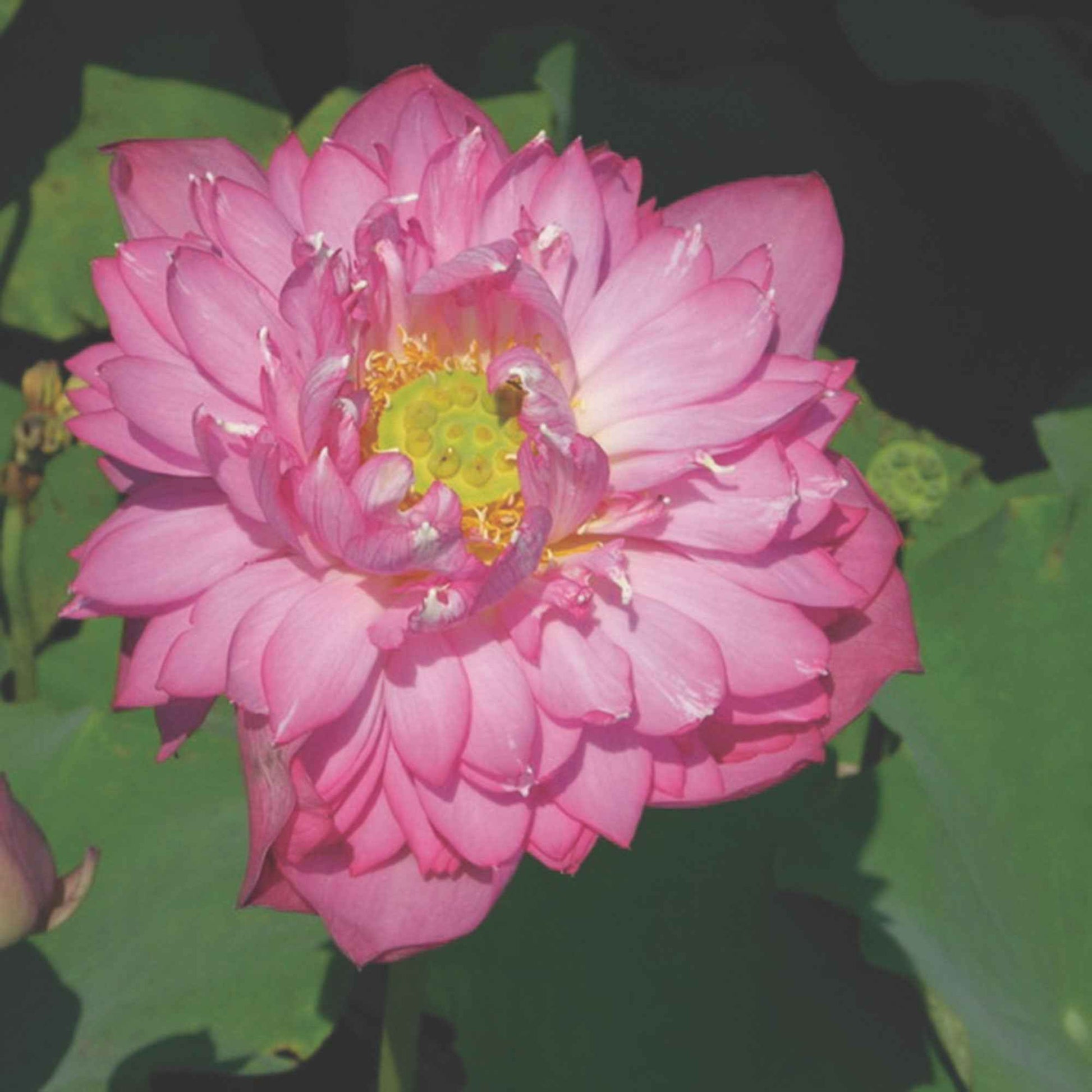 Lotus rouge - Bassin naturel