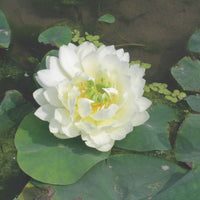 Lotus blanc - Bassin moderne