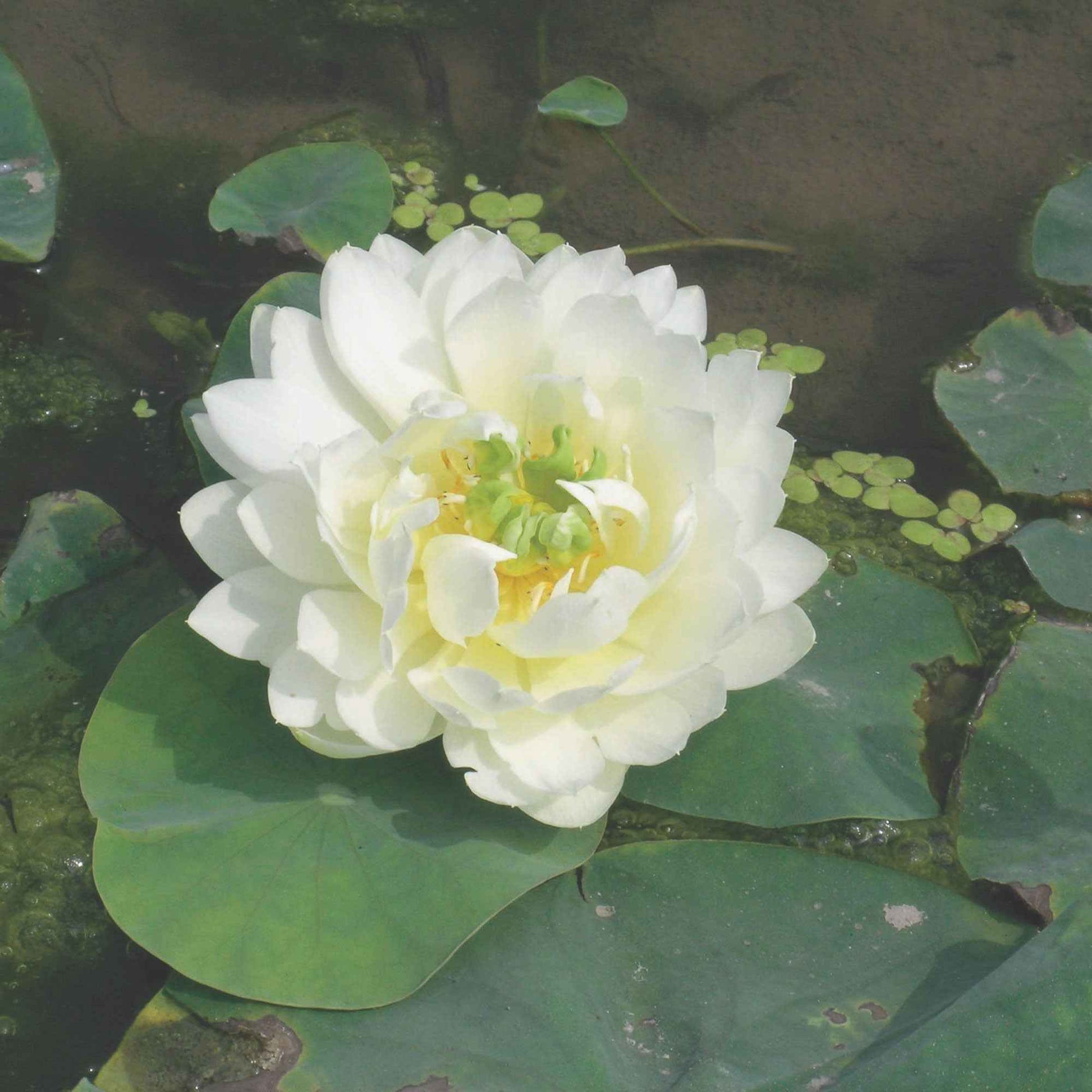 Lotus blanc - Bassin naturel