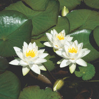 Nénuphar 'Tetragona' blanc - Bassin naturel