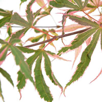 Érable du Japon Acer 'Shirazz' rose - Caractéristiques des plantes
