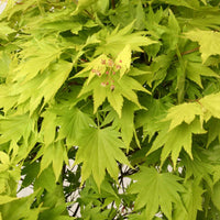 Érable du Japon Acer 'Jordan' - Caractéristiques des plantes