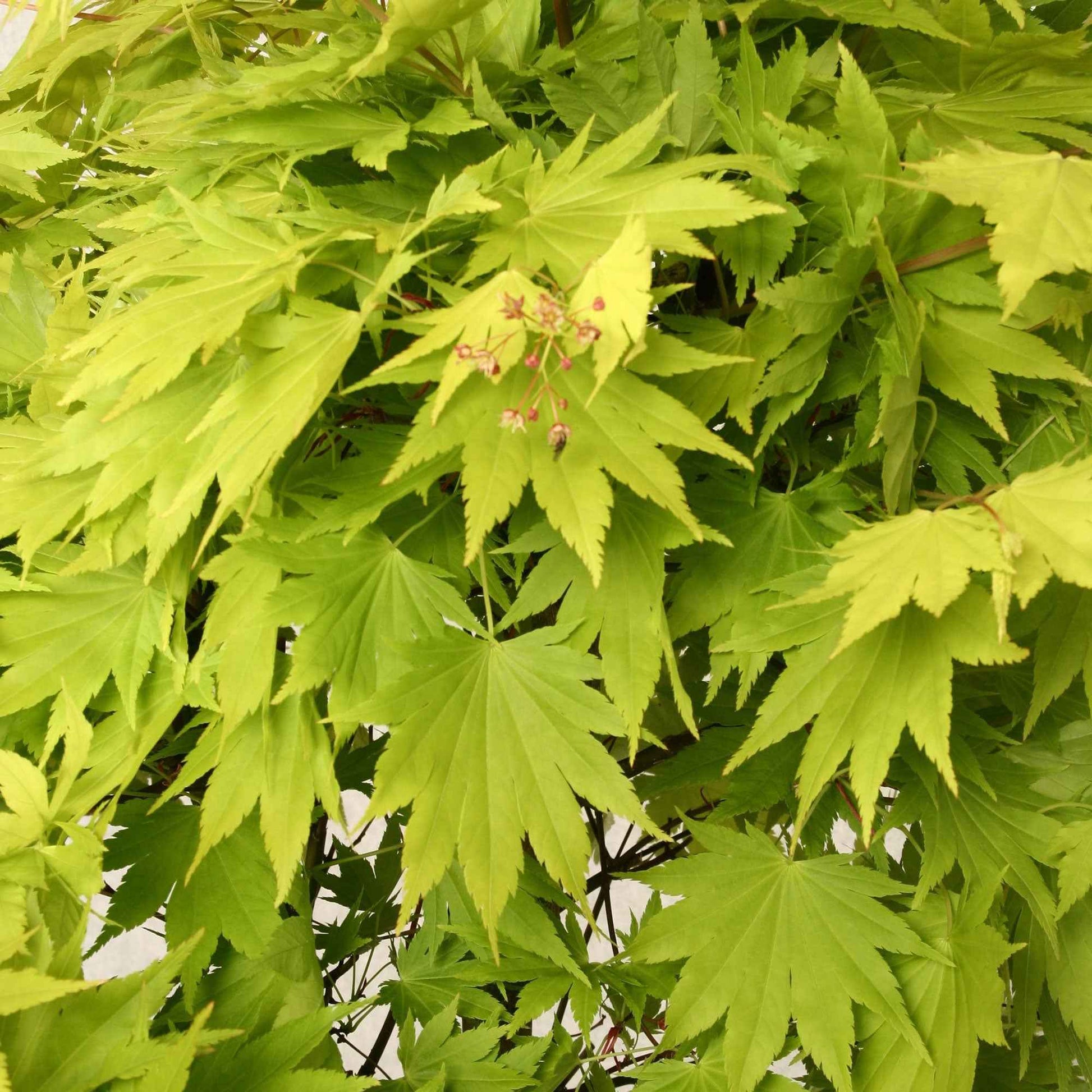 Érable du Japon Acer 'Jordan' - Caractéristiques des plantes