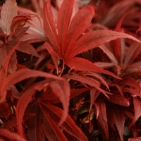 Érable du Japon Acer palmatum 'Shaina' rouge - Espèces de plantes