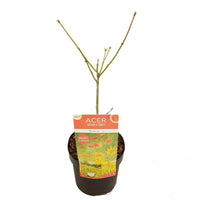 Érable du Japon Acer 'Moonrise' jaune-rouge-orangé - Caractéristiques des plantes