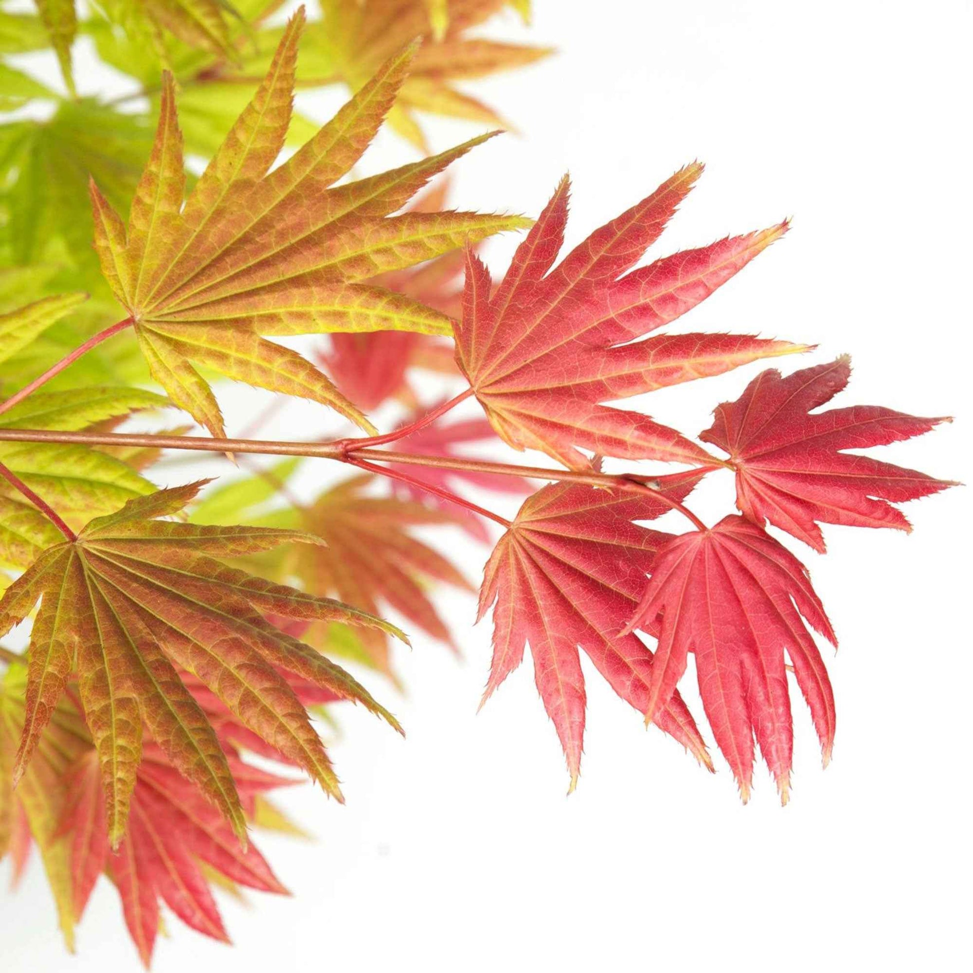 Érable du Japon Acer 'Moonrise' jaune-rouge-orangé - Arbustes fleuris