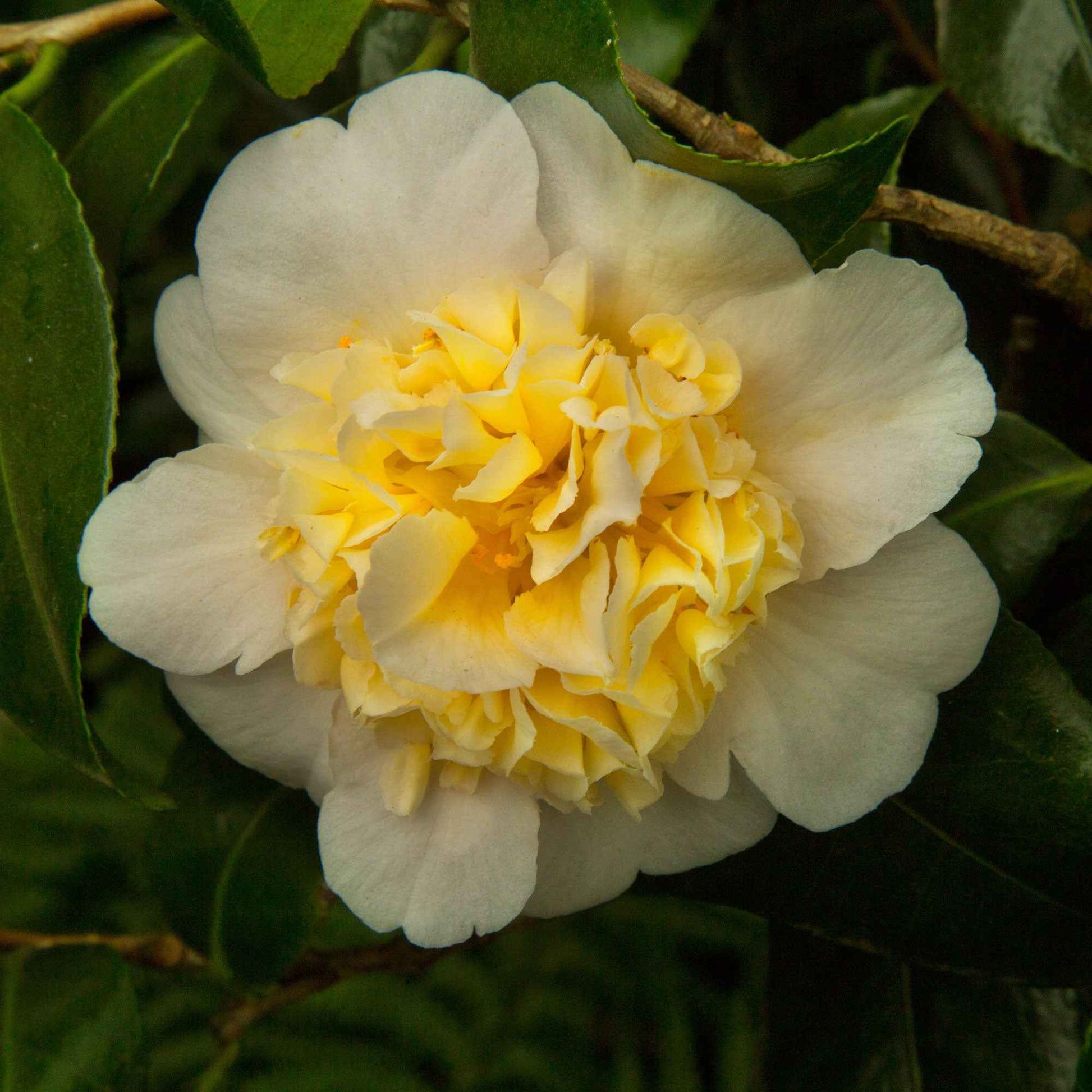 Camélia Camellia x Williamsii 'Jury’s Yellow' jaune - Arbustes de Balcon
