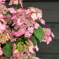 Hortensia Hydrangea 'Pink Petticoat' Rose - Arbustes à fleurs