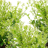 Houx crénelé 'Luxus Hedge' - Arbustes fleuris