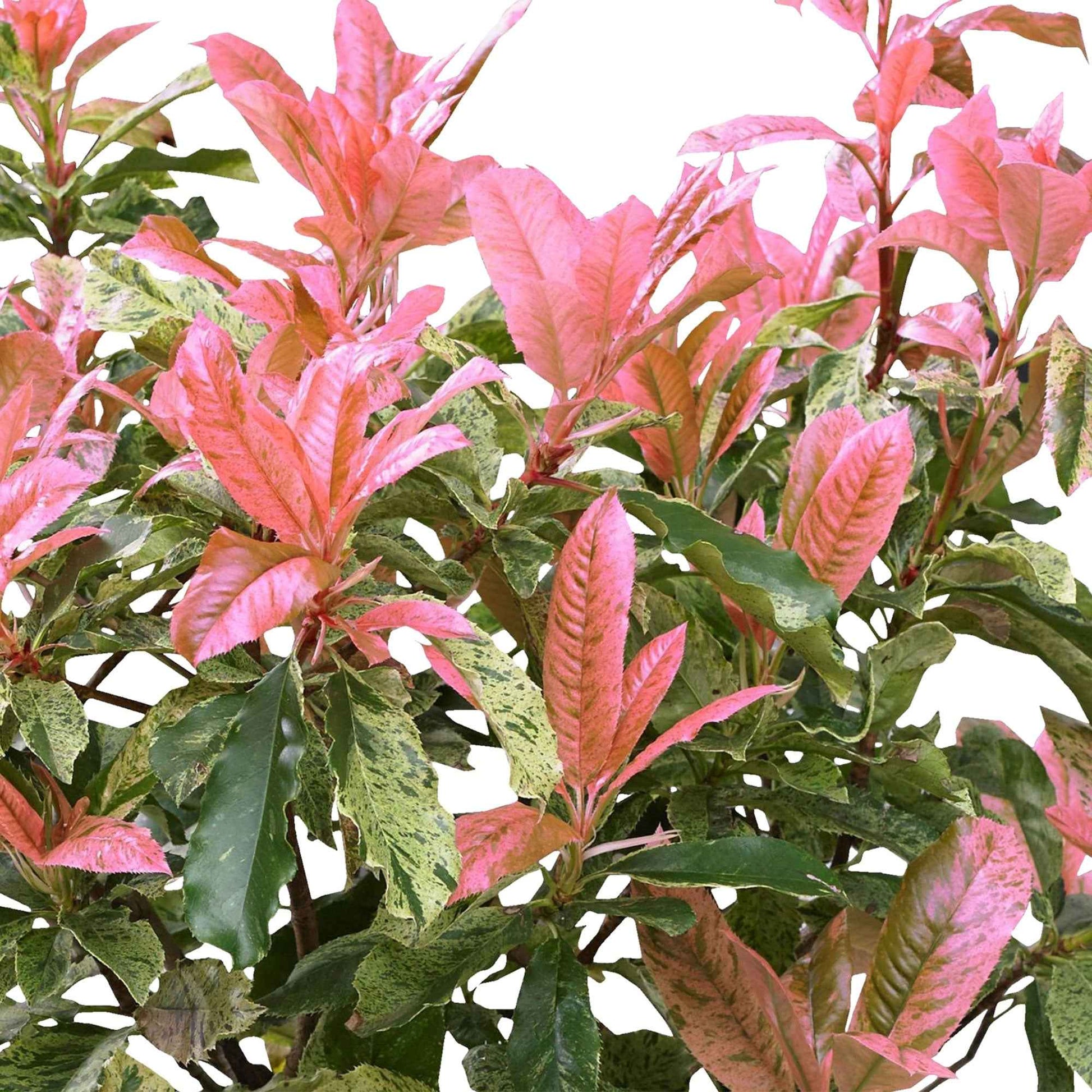 Photinia Photinia 'Pink Crispy' vert-rose - Arbustes fleuris