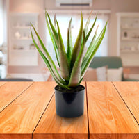 Plante artificielle Aloe vera vert-rouge avec cache-pot anthracite - Plantes artificielles