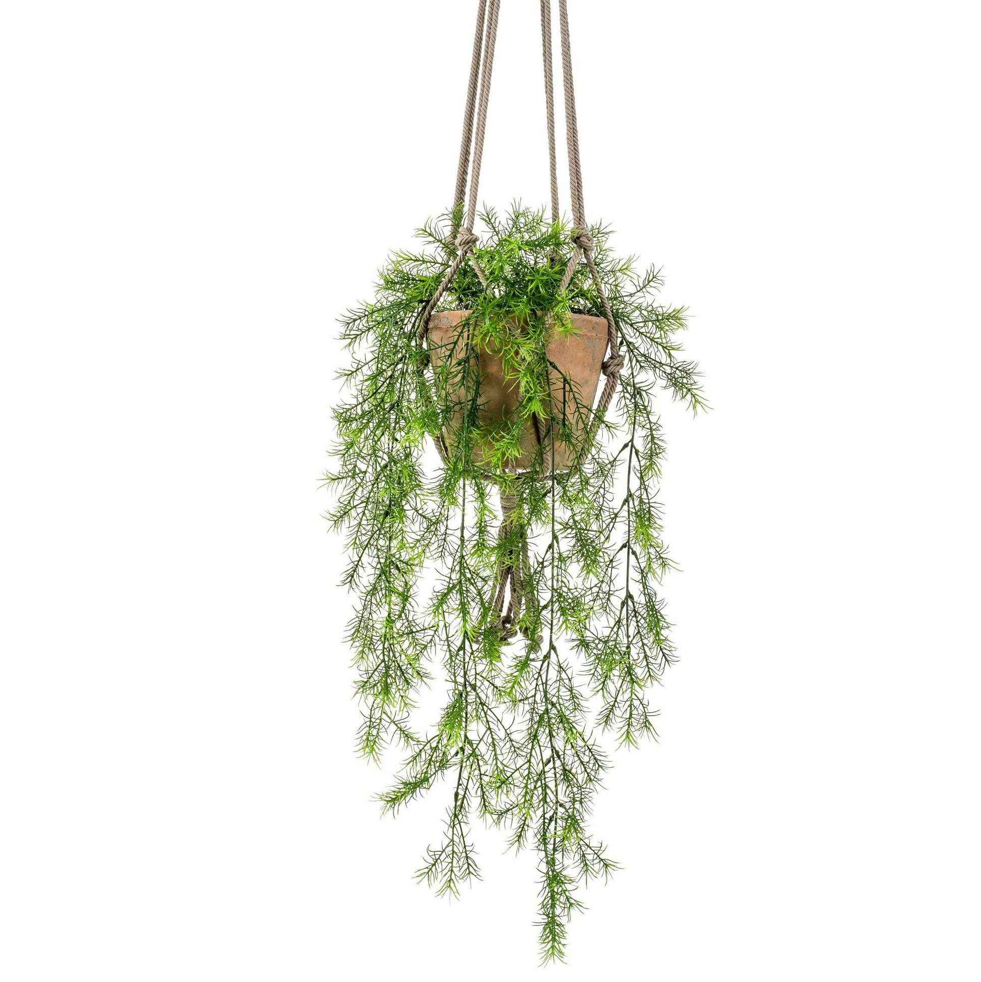 Plante artificielle – Asperge de Sprenger (Asparagus sprengeri), avec pot suspendu marron - Plantes artificielles