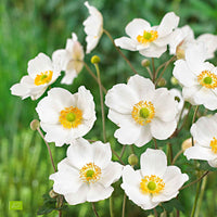Anémone d'automne Anemone 'Honorine Jobert' - Biologique blanc - Plantes d'extérieur