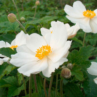 Anémone d'automne Anemone 'Honorine Jobert' - Biologique blanc - Plantes de jardin biologiques