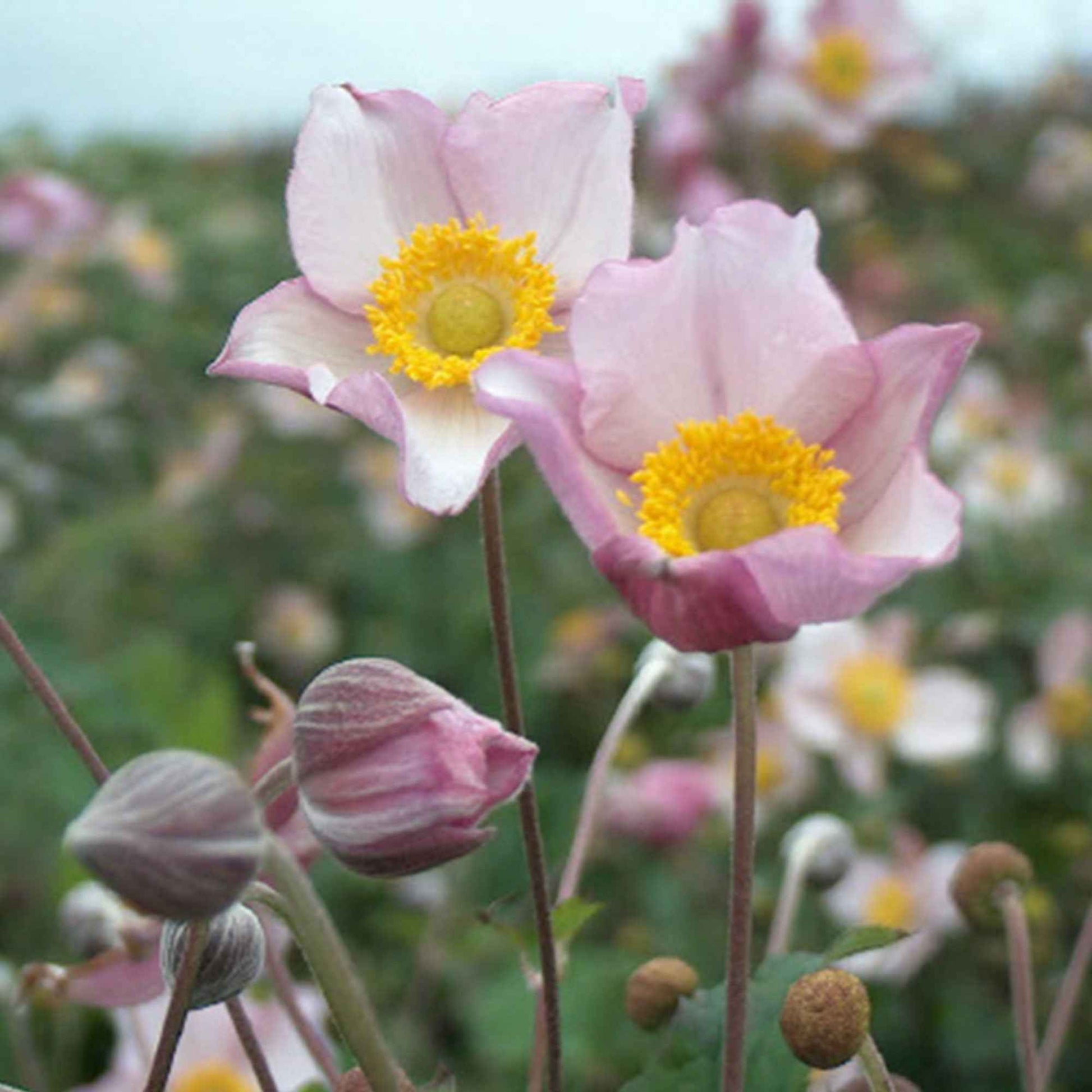 Anémone d'automne Anemone 'Robustissima' - Biologique rose - Caractéristiques des plantes