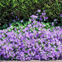 Campanula portenschlagiana (campanule des murets) – bleu-violet - Bio - Arbustes à papillons et plantes mellifères