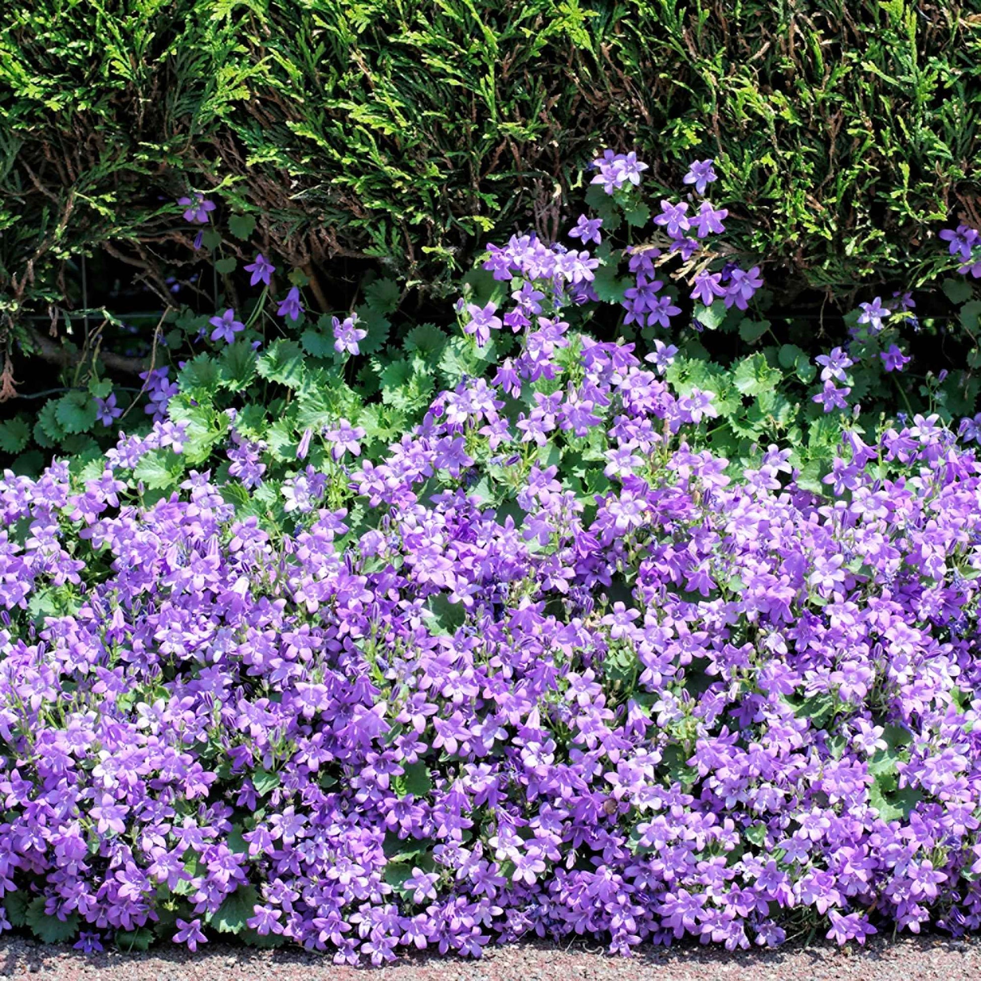Campanula portenschlagiana (campanule des murets) – bleu-violet - Bio - Arbustes à papillons et plantes mellifères