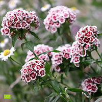 Œillet de poète Dianthus 'Diabunda' - Biologique violet-blanc - Fleurs de balcon
