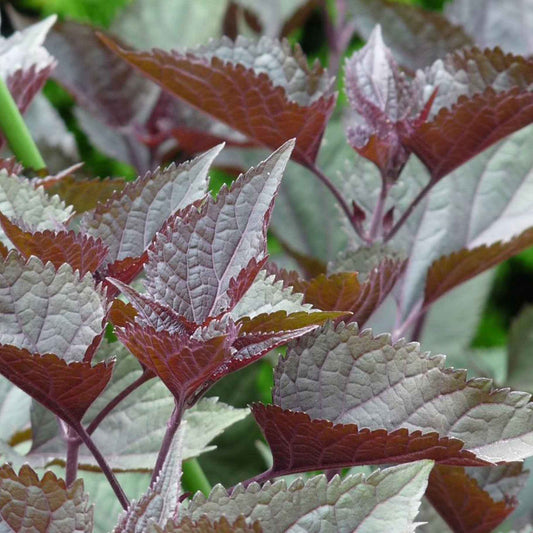 Eupatoire à feuilles molles 'Chocolate' - Caractéristiques des plantes