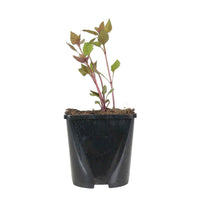 Eupatoire à feuilles molles Chocolate - 1x hauteur de livraison 25-35 cm, pot de Diamètre 13 cm - Caractéristiques des plantes - undefined