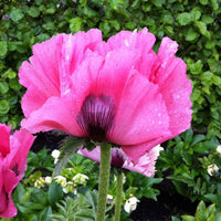 Pavot oriental Papaver 'Pink Perfection' - Biologique rose - Plantes d'extérieur