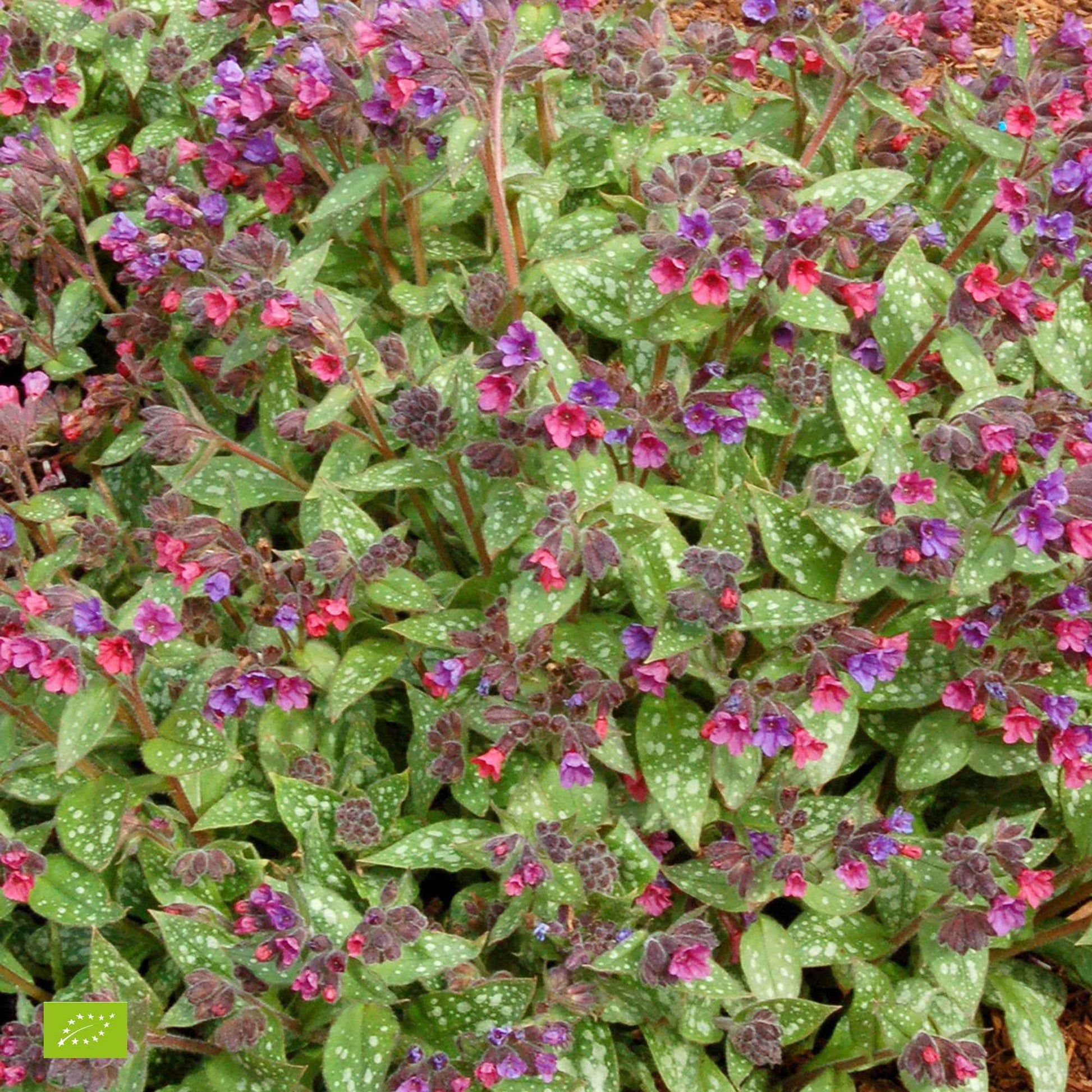 Pulmonaire Pulmonaria 'Victorian Brooch'  Violet - Bio - Caractéristiques des plantes
