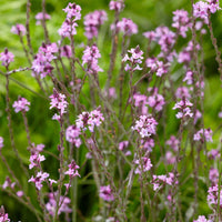 Verveine officinale Verbena 'Bampton' - Biologique violet - Caractéristiques des plantes