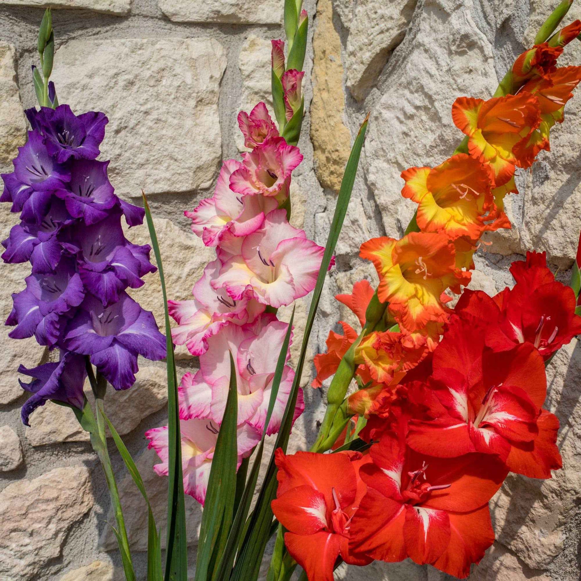 8x Glaïeul Gladiolus Glamini - Mélange 'All Colors' panier incl. - Bulbes d'été