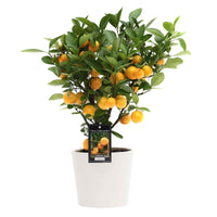 Mandarinier Citrus mitis 'Citrofortunella microcaurau' avec cache-pot en céramique blanc - Fruits