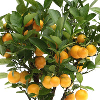 Mandarinier Citrus mitis 'Citrofortunella microcaurau' avec cache-pot en céramique blanc - Arbres fruitiers