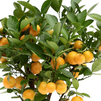 Mandarinier Citrus mitis 'Citrofortunella microcaurau' avec cache-pot en céramique gris - Arbres fruitiers