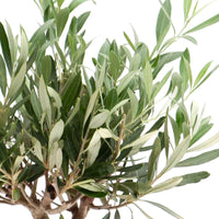 Olivier Olea europaea 'Cipressino' avec cache-pot en céramique taupe - Caractéristiques des plantes