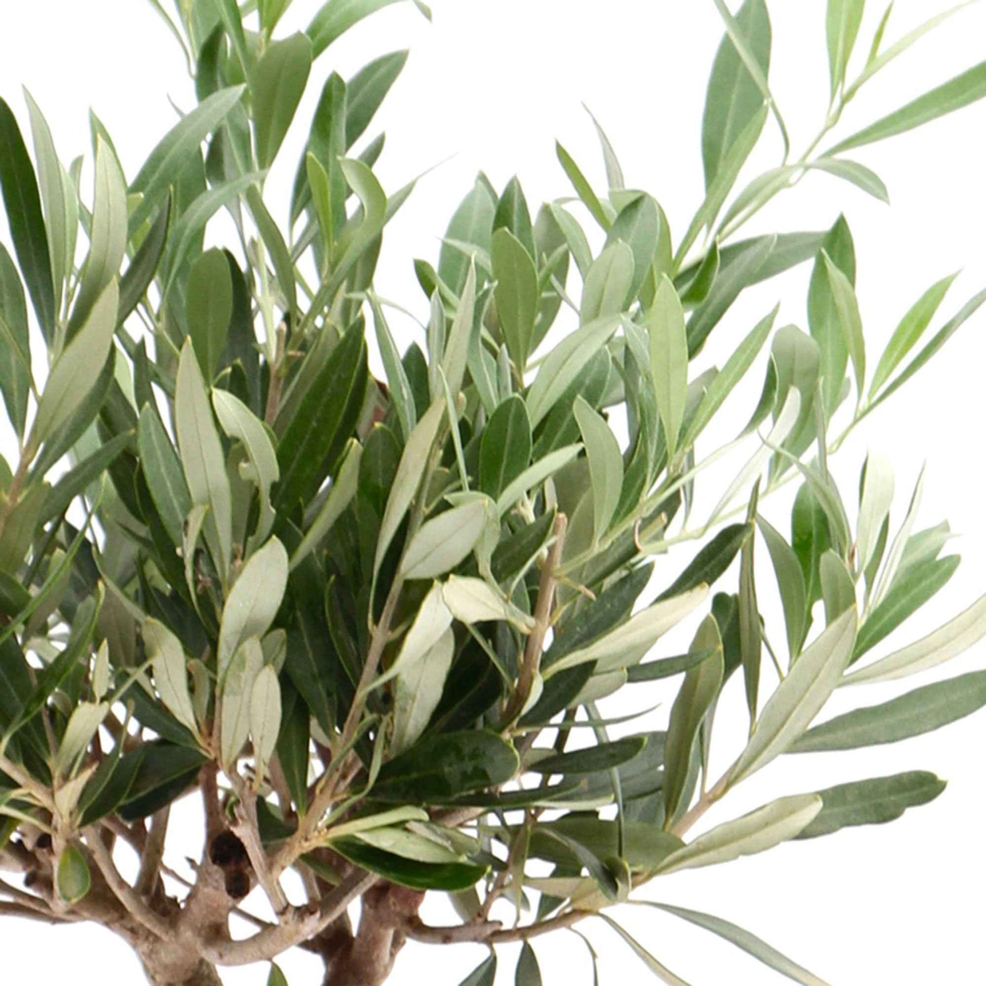 Olivier Olea europaea 'Cipressino' avec cache-pot en céramique taupe - Espèces de plantes