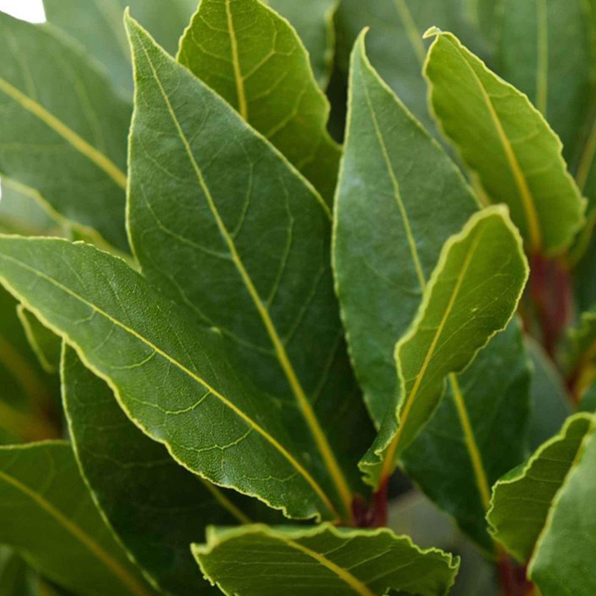 Laurier en arbre Laurus nobilis vert incl. Cache-pot Elho anthracite - Caractéristiques des plantes