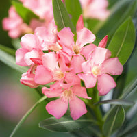 Nerium oleander rose incl. Cache-pot Elho blanc - Fleurs de balcon