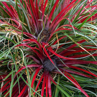 Fascicularia 'Bicolor' Rouge-Violet avec pot décoratif - Caractéristiques des plantes