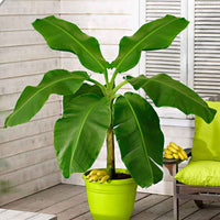 Bananier Musa basjoo avec  Cache-pot Elho vert - Caractéristiques des plantes