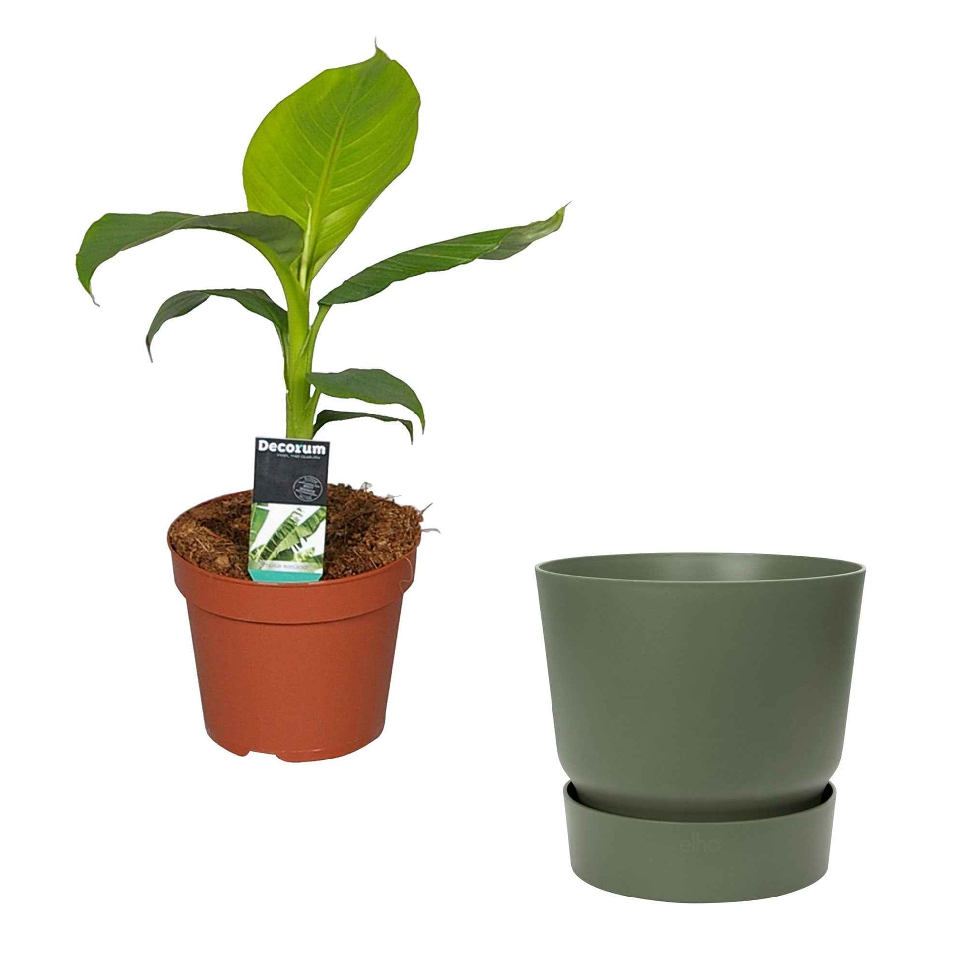 Bananier Musa basjoo avec  Cache-pot Elho vert - Plantes d'extérieur cadeaux