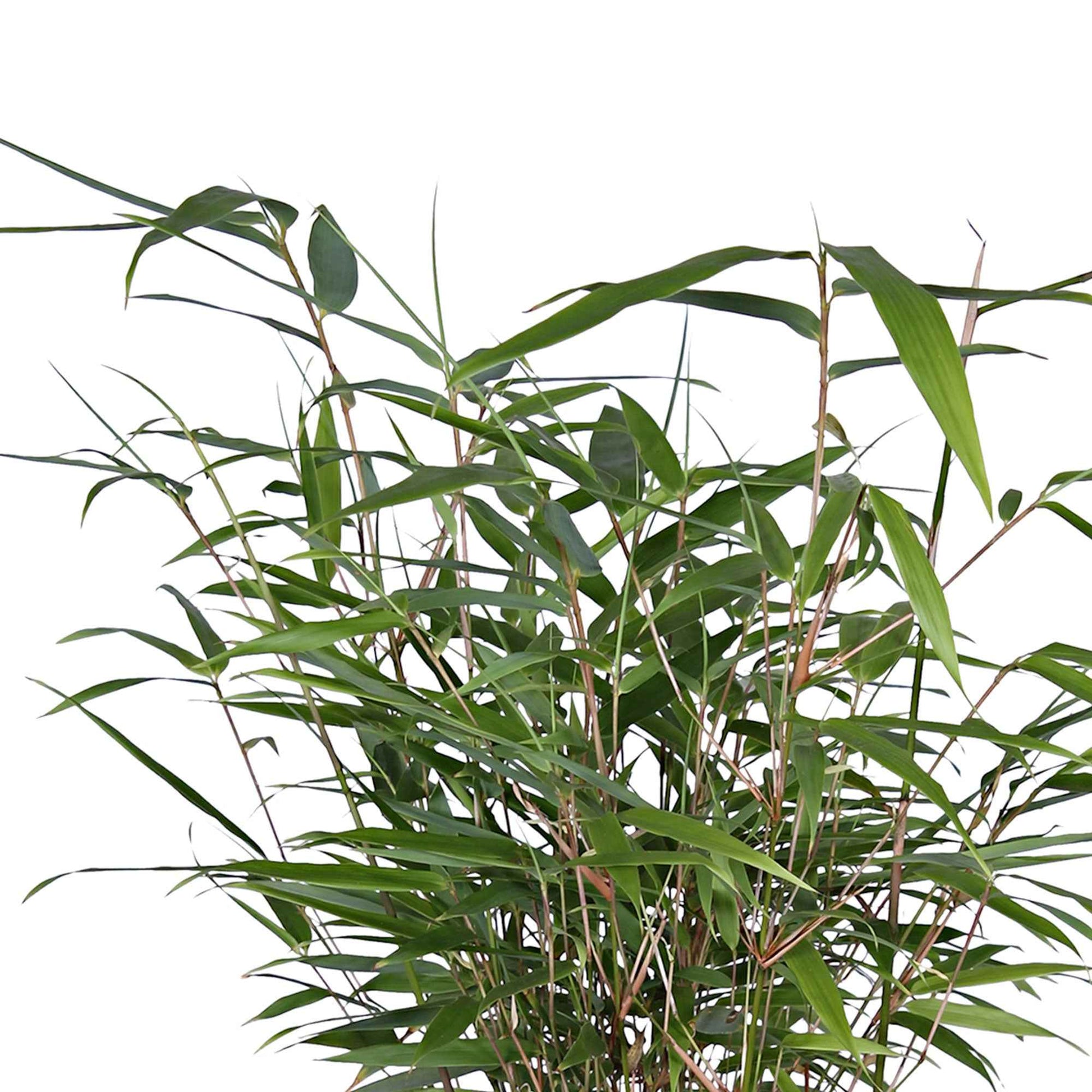 2 Bambou Fargesia rufa incl. Cache-pot Capi gris - Bambou avec cache-pot décoratif