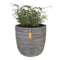 2 Bambou Fargesia rufa incl. Cache-pot Capi anthracite - Arbres et haies