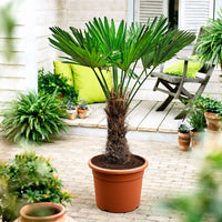 Palmier de Chine Trachycarpus fortunei incl. Cache-pot Elho noir - Fleurs d'été