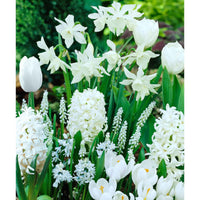 40x Bulbes de fleurs - Mélange 'Border Garden White' blanc - Mélanges de bulbes de fleurs