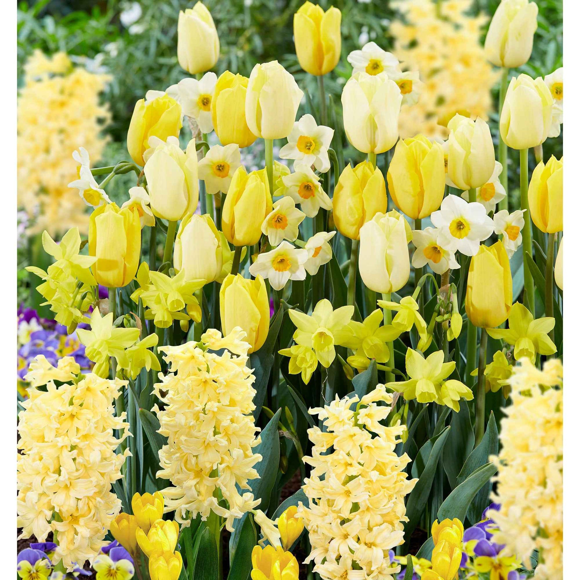 40x Bulbes de fleurs - Mélange 'Border Garden Yellow' jaune