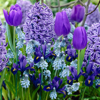 40x Bulbes de fleurs - Mélange 'Border Garden Blue' bleu - Bulbes à fleurs