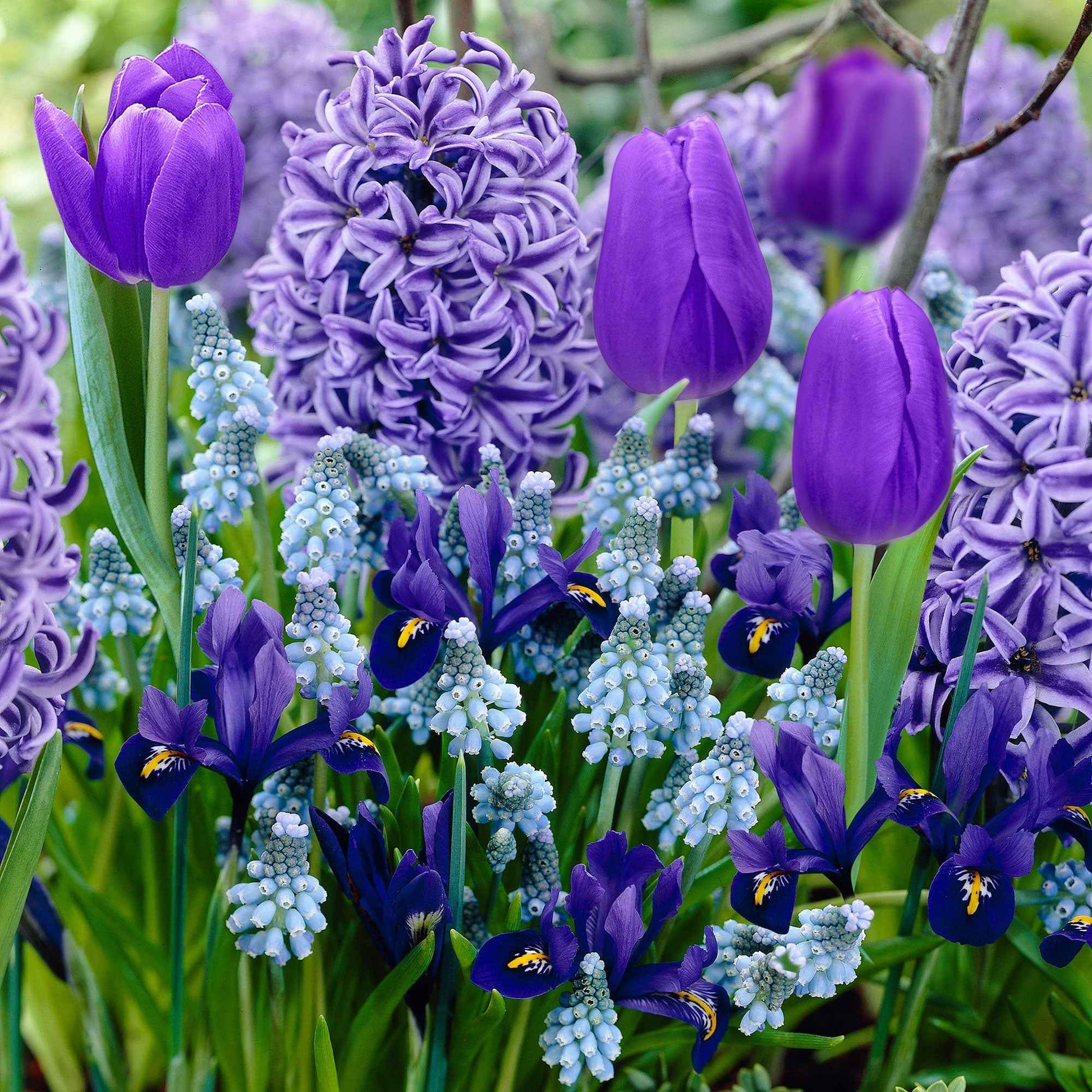 40x Bulbes de fleurs - Mélange 'Border Garden Blue' bleu - Mélanges de bulbes de fleurs