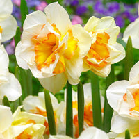 15x Grandes fleurs narcisses Narcissus 'Sweet Ocean' blanc-orangé - Bulbes de fleurs pour la terrasse et le balcon