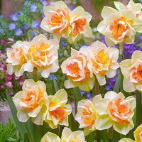 15x Grandes fleurs narcisses Narcissus 'Sweet Ocean' blanc-orangé - Bulbes de fleurs populaires