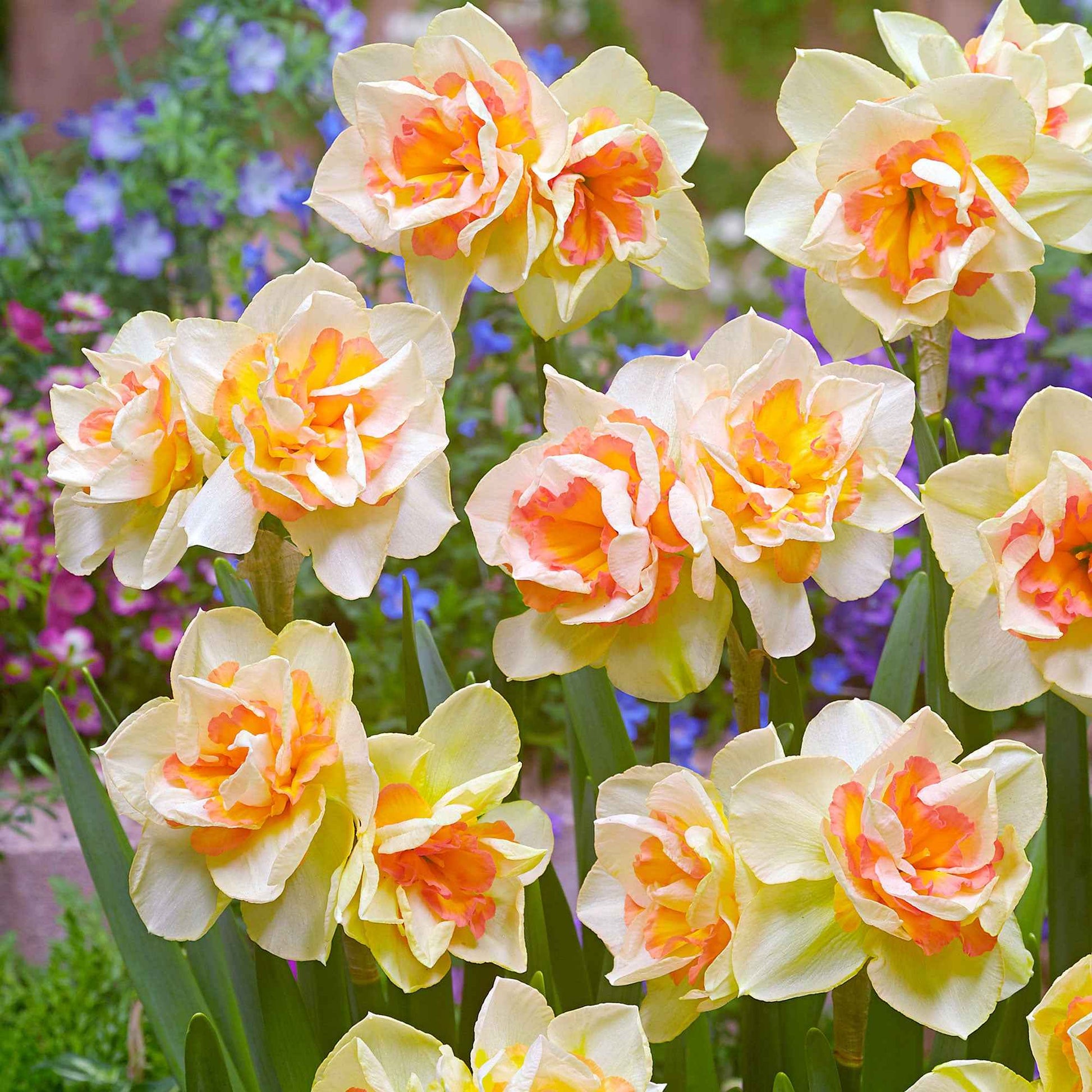15x Grandes fleurs narcisses Narcissus 'Sweet Ocean' blanc-orangé - Bulbes de printemps