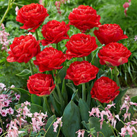 20x Tulipes Tulipa 'Pamplona' rouge - Bulbes de fleurs populaires