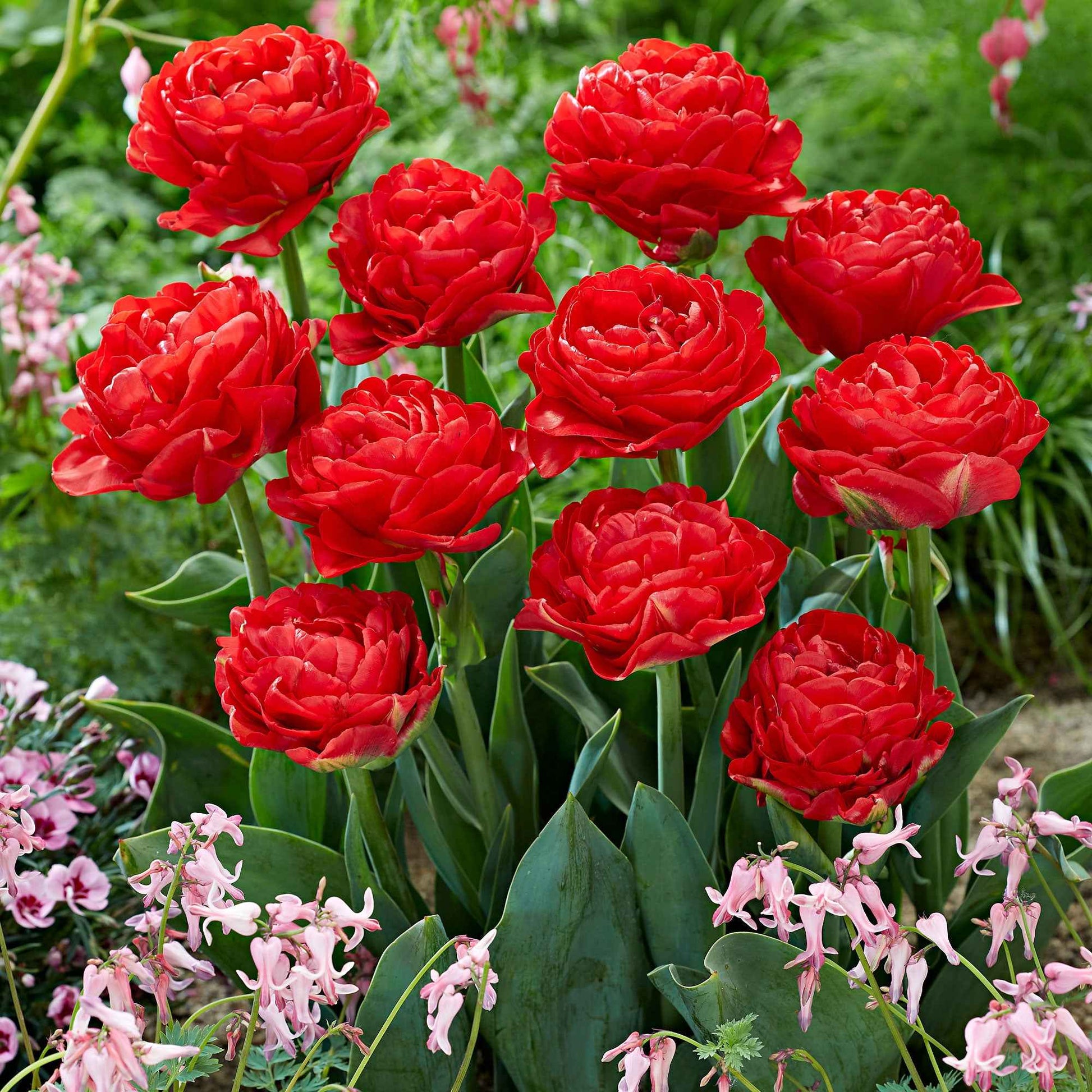 20x Tulipes Tulipa 'Pamplona' rouge - Bulbes à fleurs